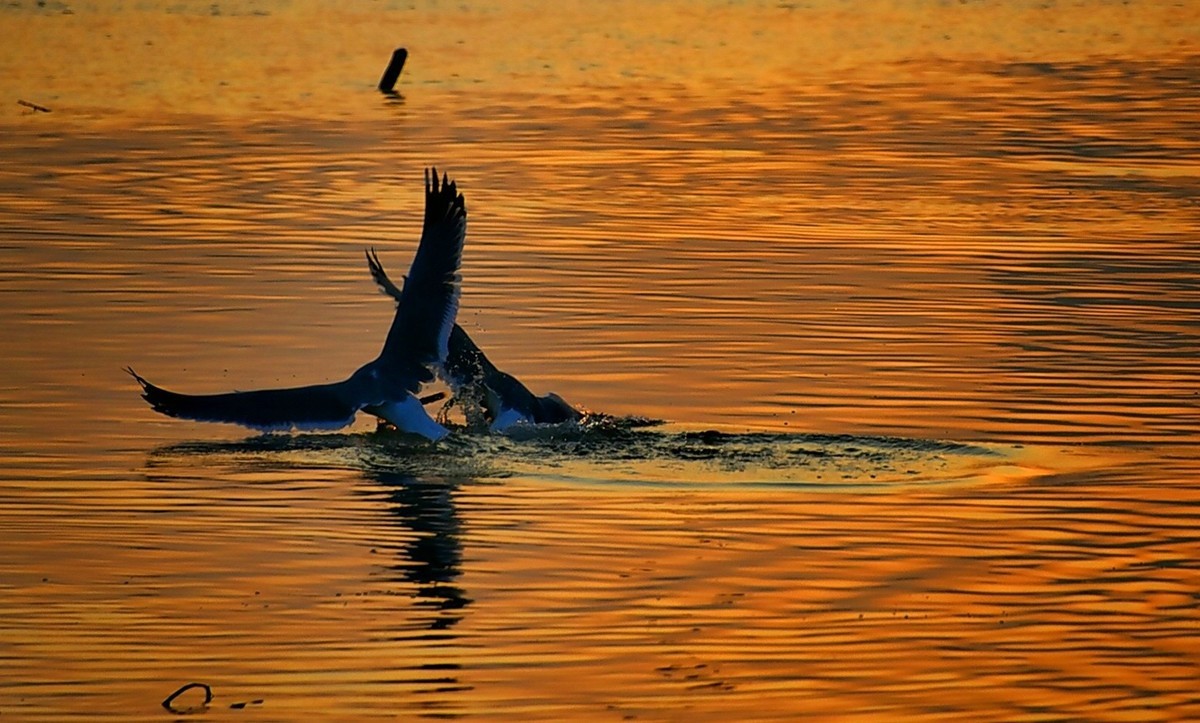 今日冬至   黄河精彩