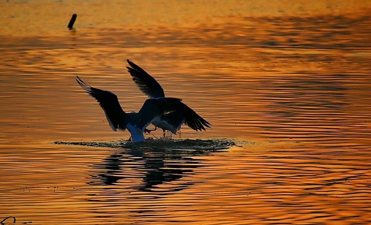 今日冬至   黄河精彩