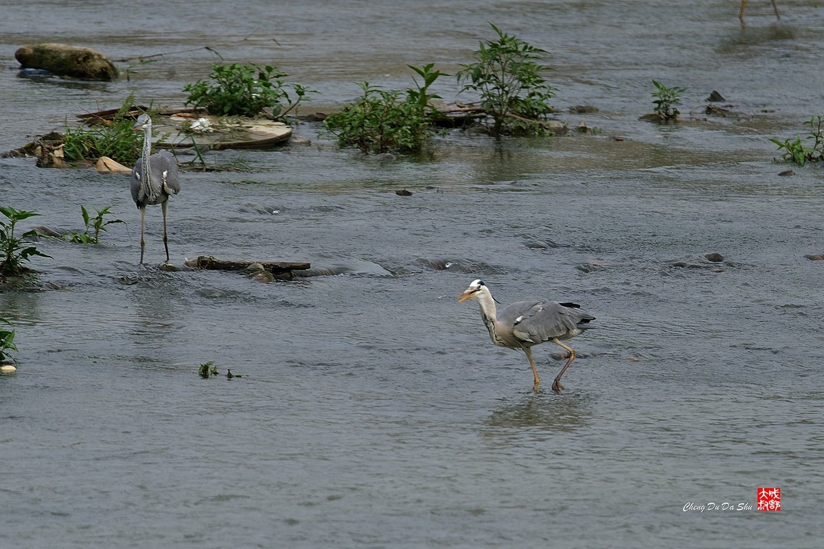 拍鹭纪实【219】
