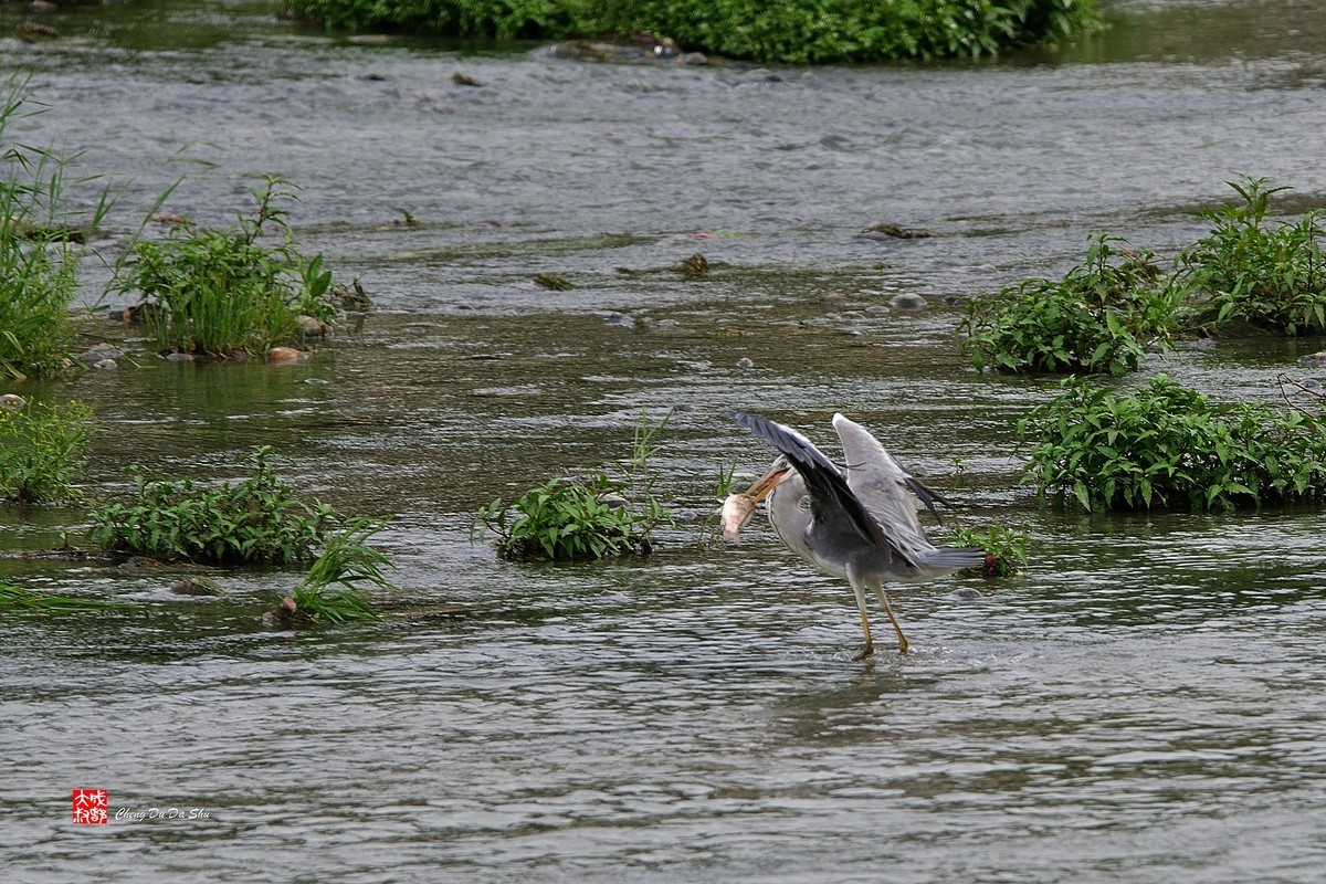 拍鹭纪实【219】