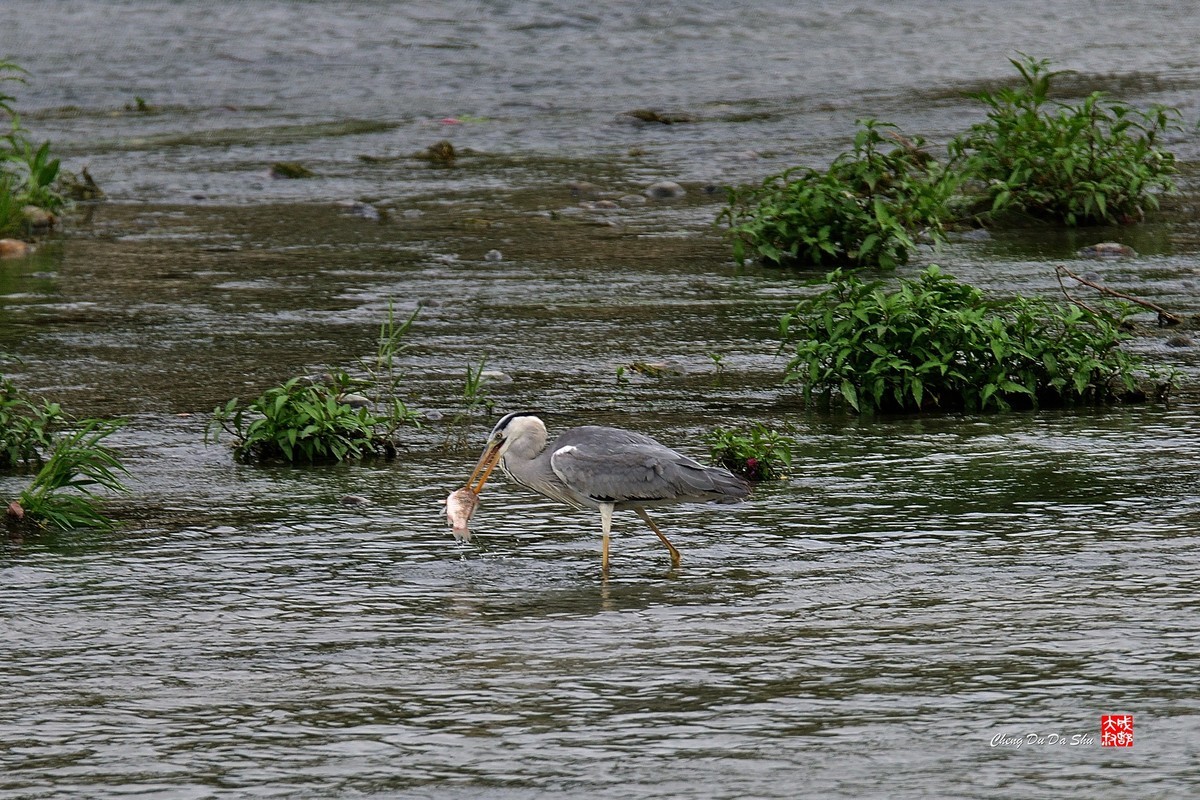 拍鹭纪实【219】