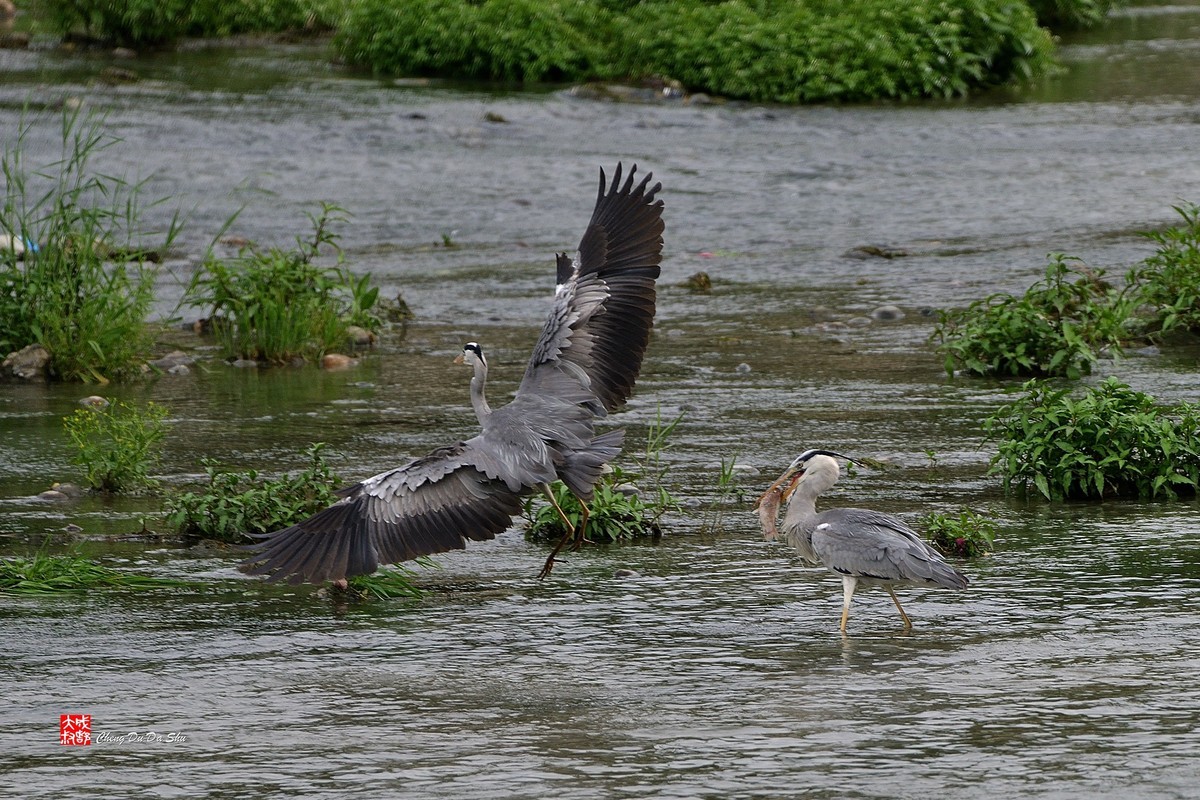 拍鹭纪实【219】