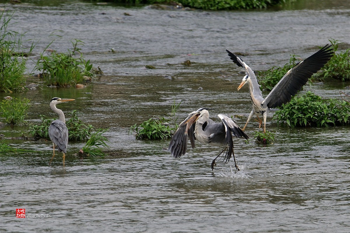 拍鹭纪实【219】