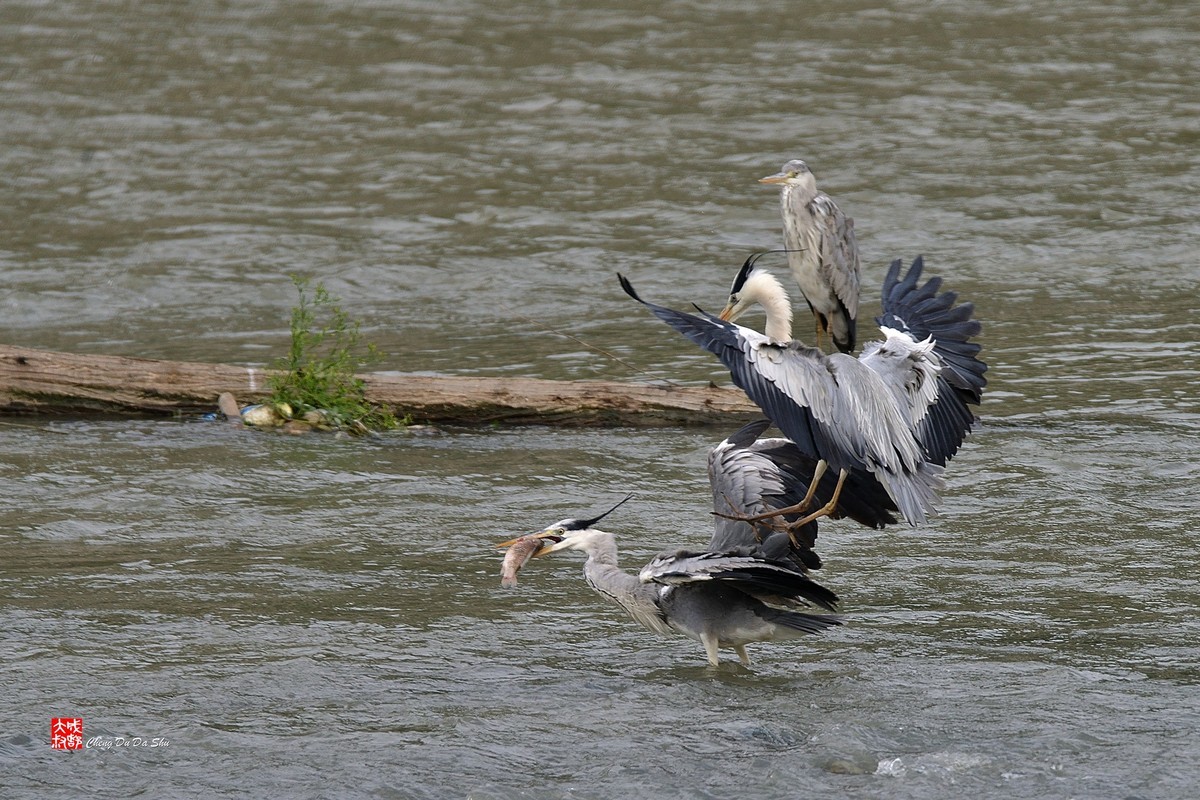 拍鹭纪实【219】