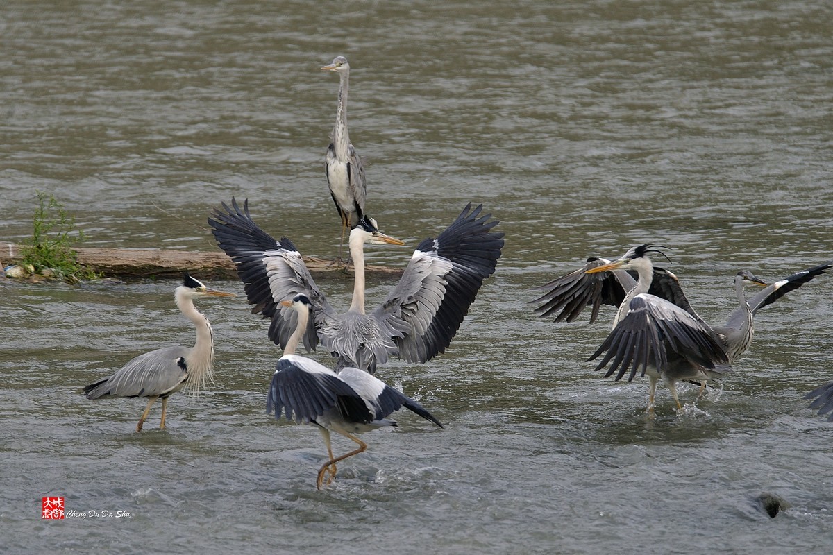 拍鹭纪实【219】