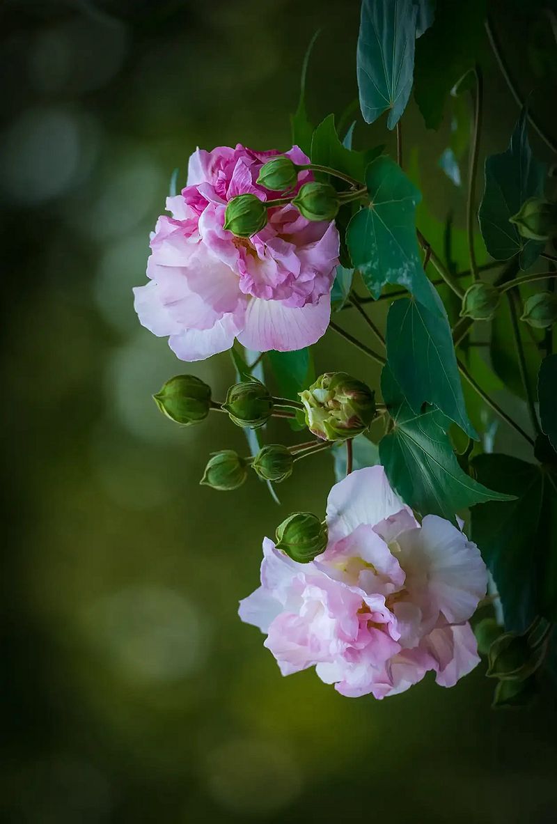 木芙蓉--3-中关村在线摄影论坛