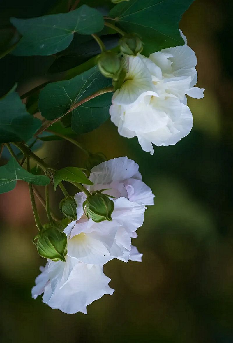 木芙蓉--3-中关村在线摄影论坛