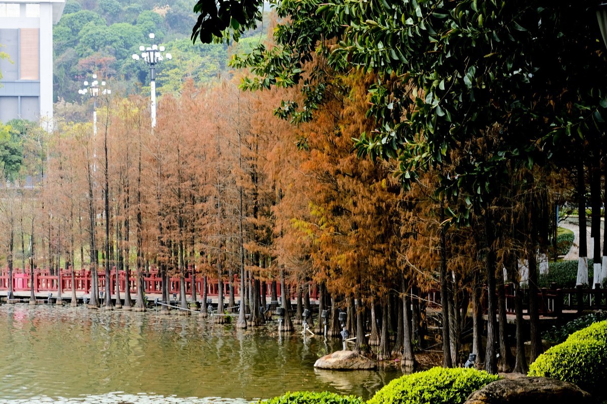 罗岗公园随拍（二）