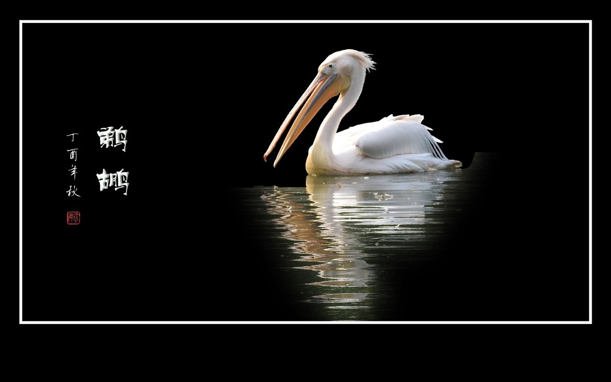 湖面上的大嘴鸟-鹈鹕