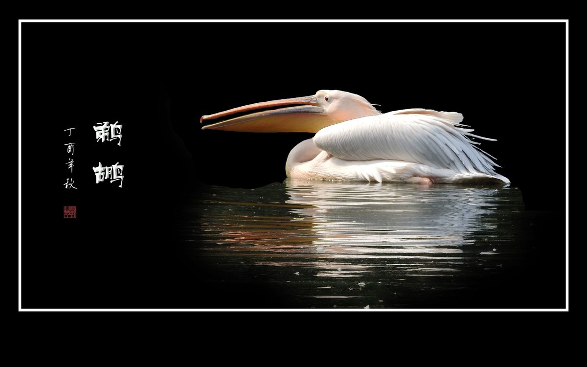 湖面上的大嘴鸟-鹈鹕