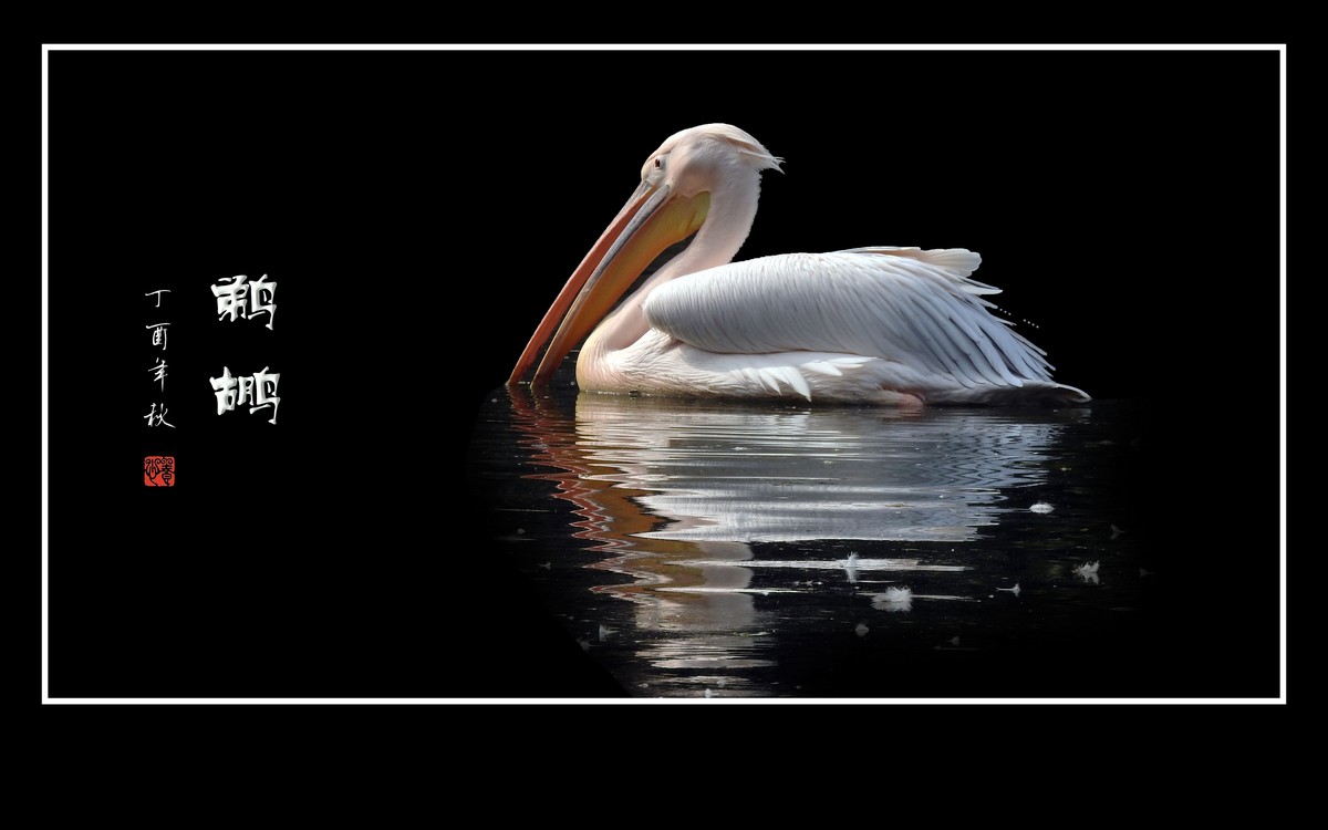 湖面上的大嘴鸟-鹈鹕