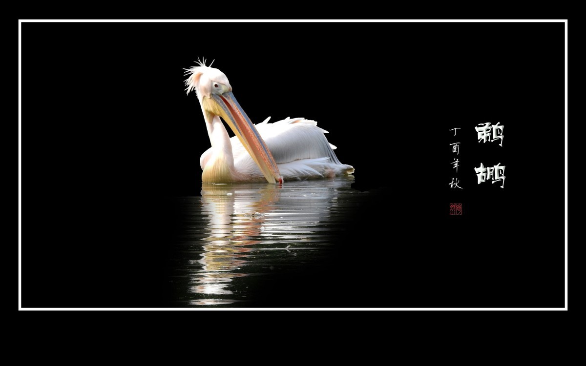 湖面上的大嘴鸟-鹈鹕