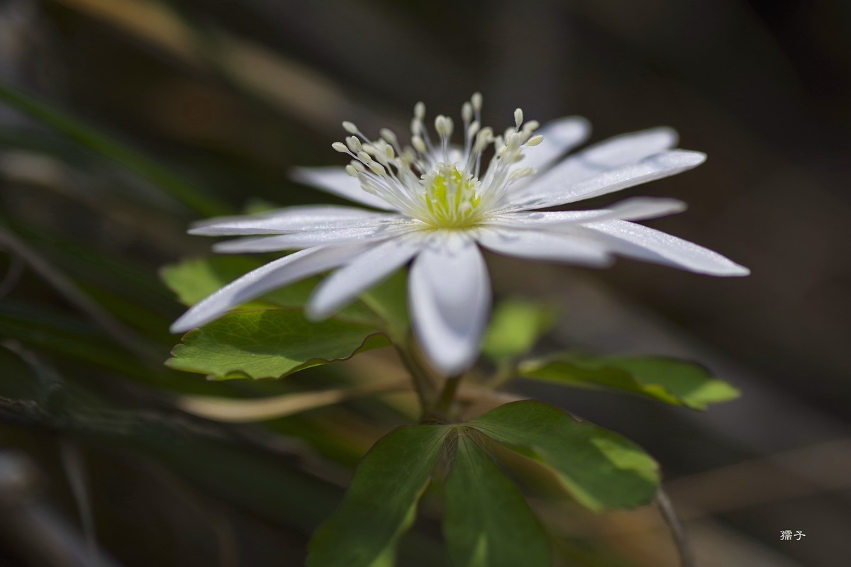 东北山区森林里的多被银莲花(宾得k1+腾龙272E)