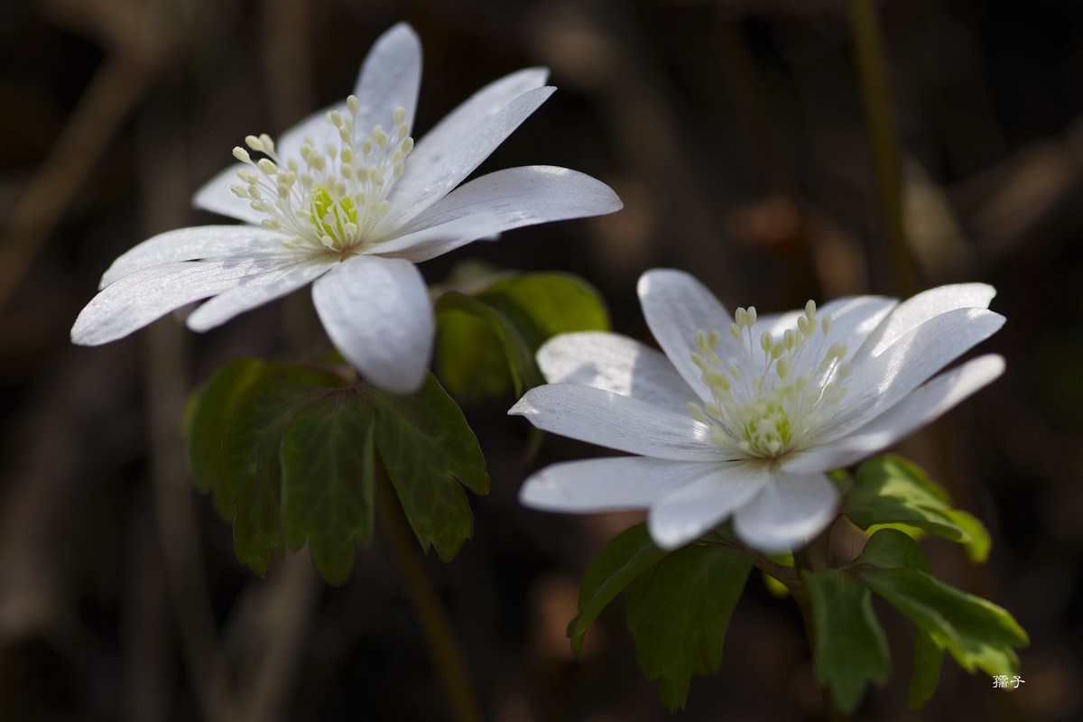 东北山区森林里的多被银莲花(宾得k1+腾龙272E)