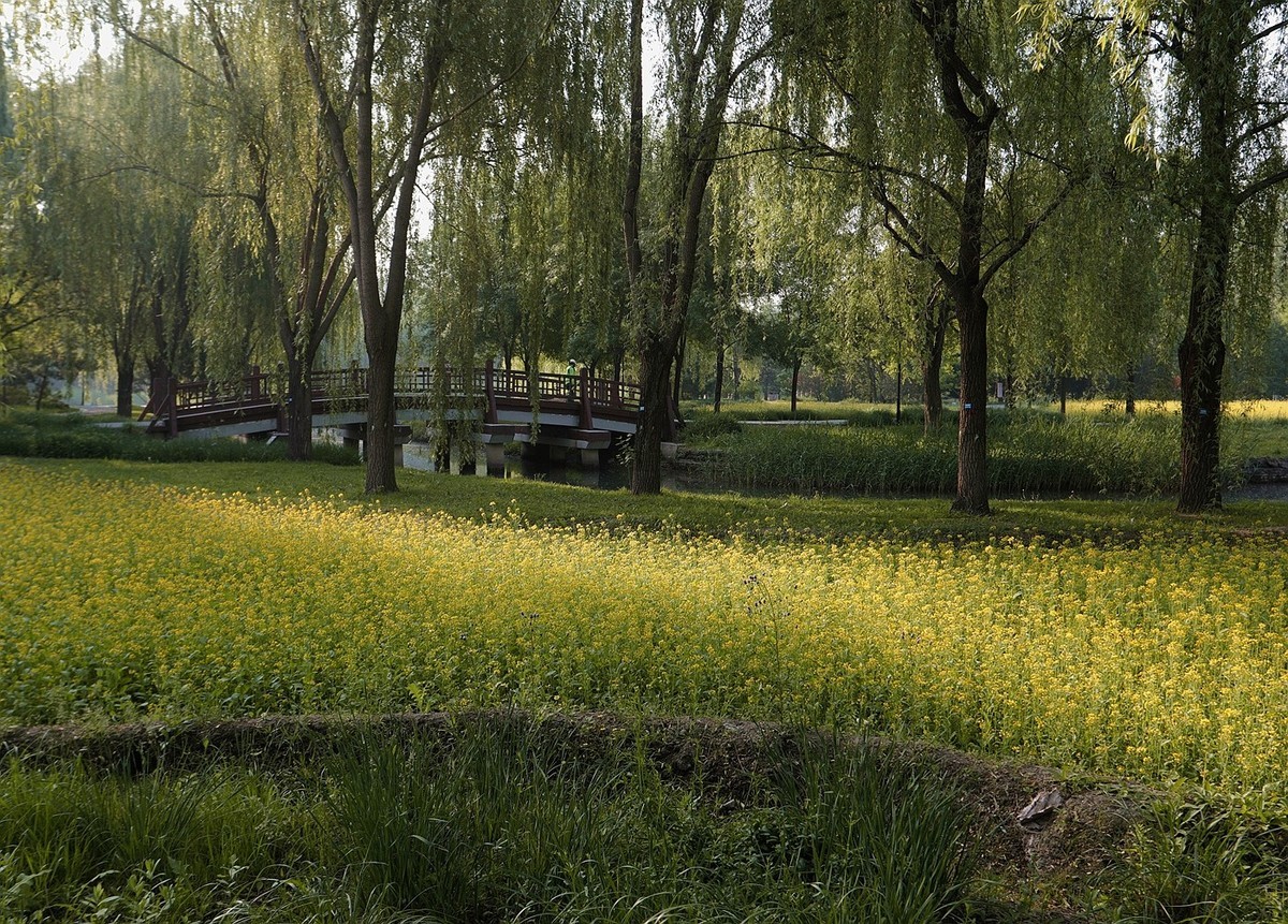 油菜花开满地金-之二