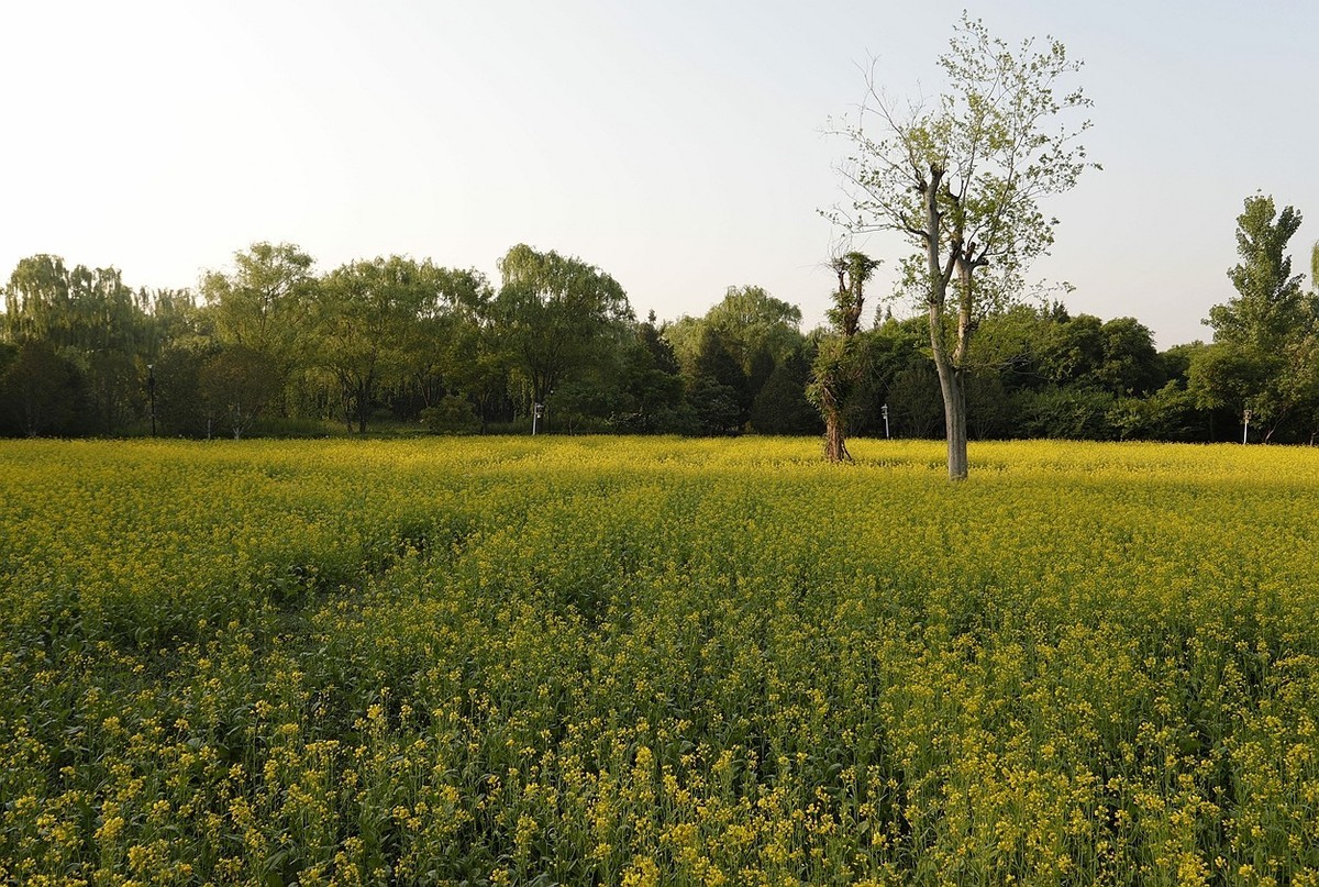 油菜花开满地金-之二