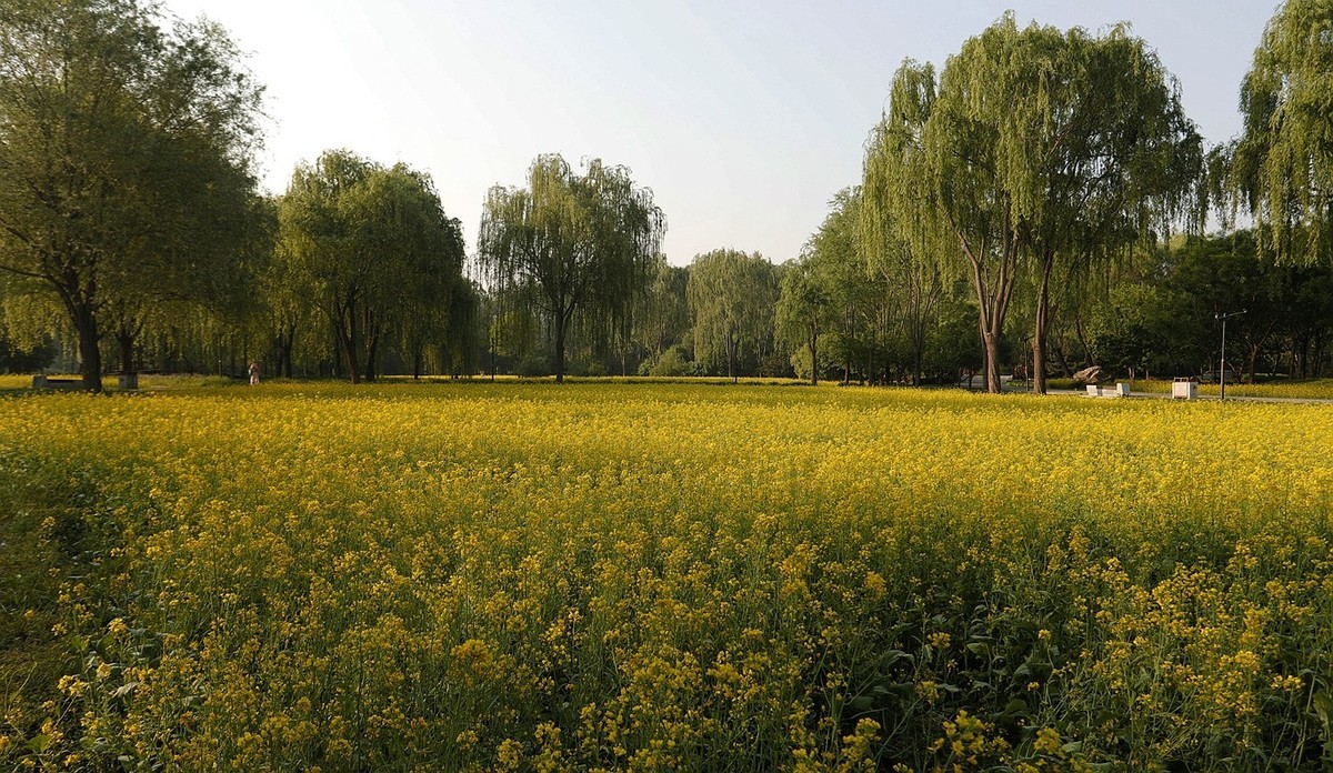 油菜花开满地金-之二