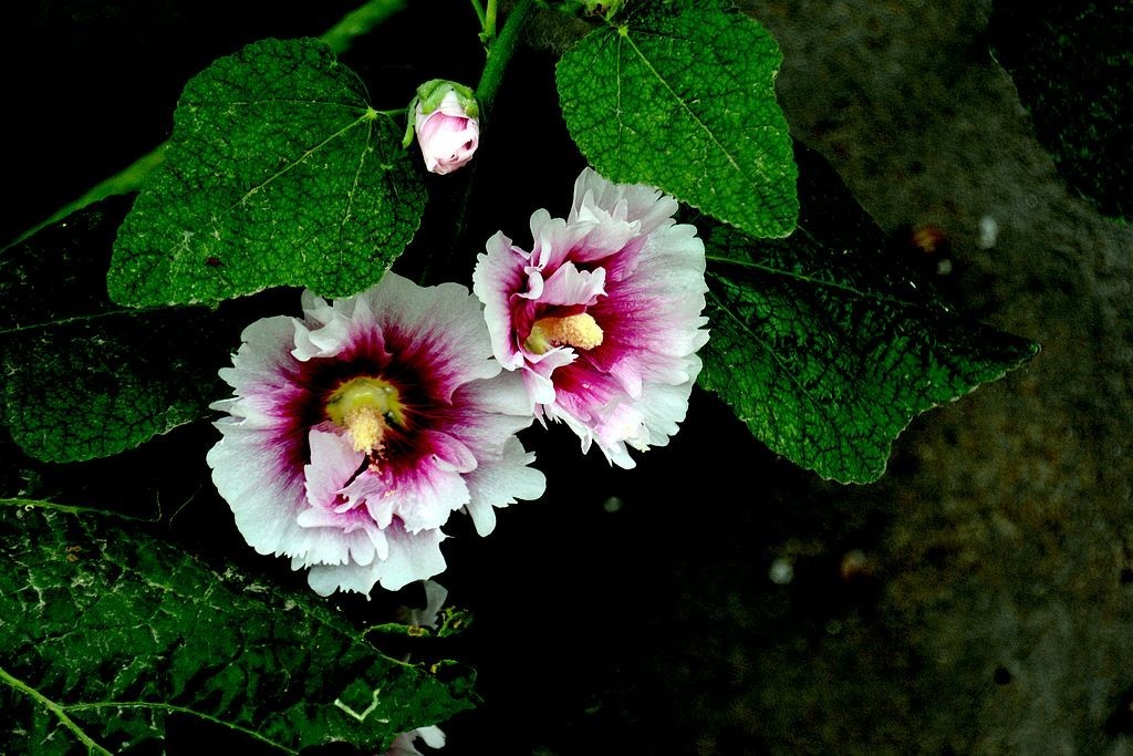 蜀葵花=3