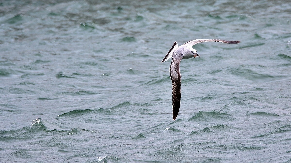 【视觉光影】银鸥飞舞（52）