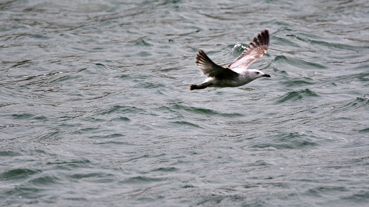 【视觉光影】银鸥飞舞（52）