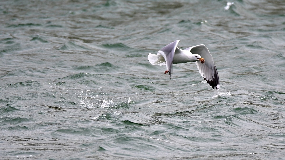 【视觉光影】银鸥飞舞（52）