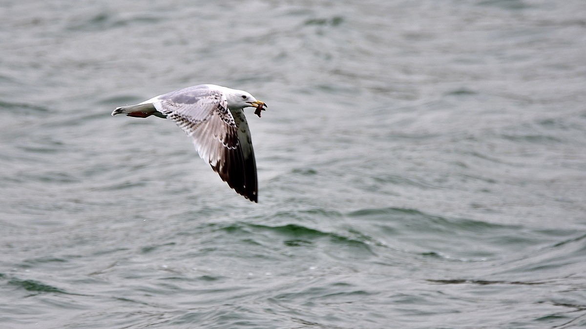 【视觉光影】银鸥飞舞（52）