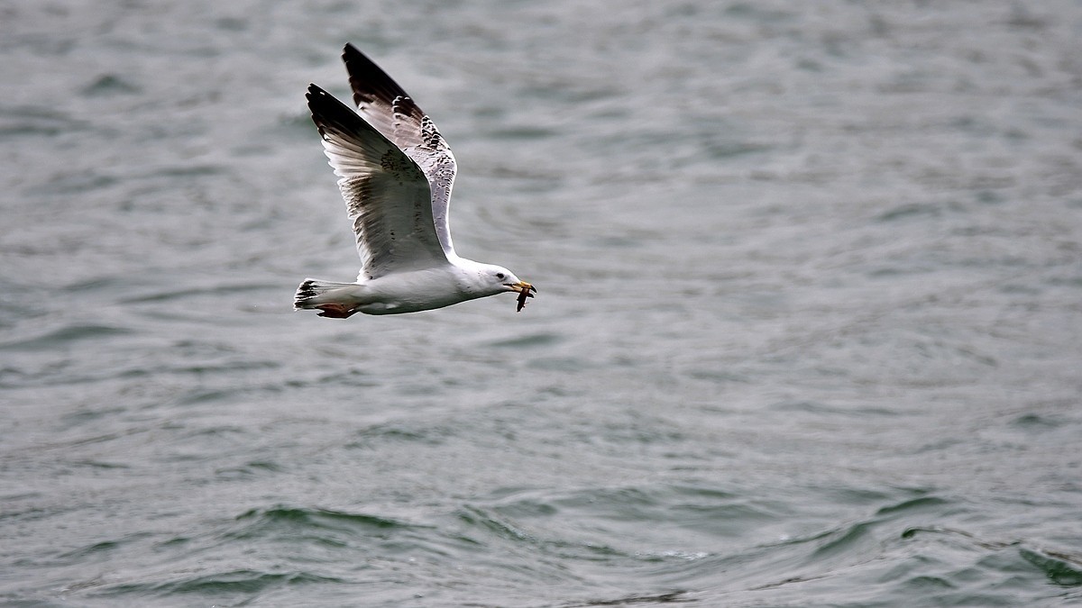 【视觉光影】银鸥飞舞（52）