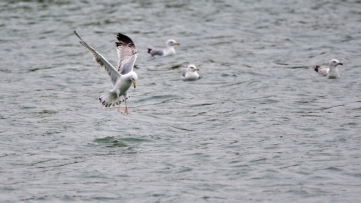 【视觉光影】银鸥飞舞（52）