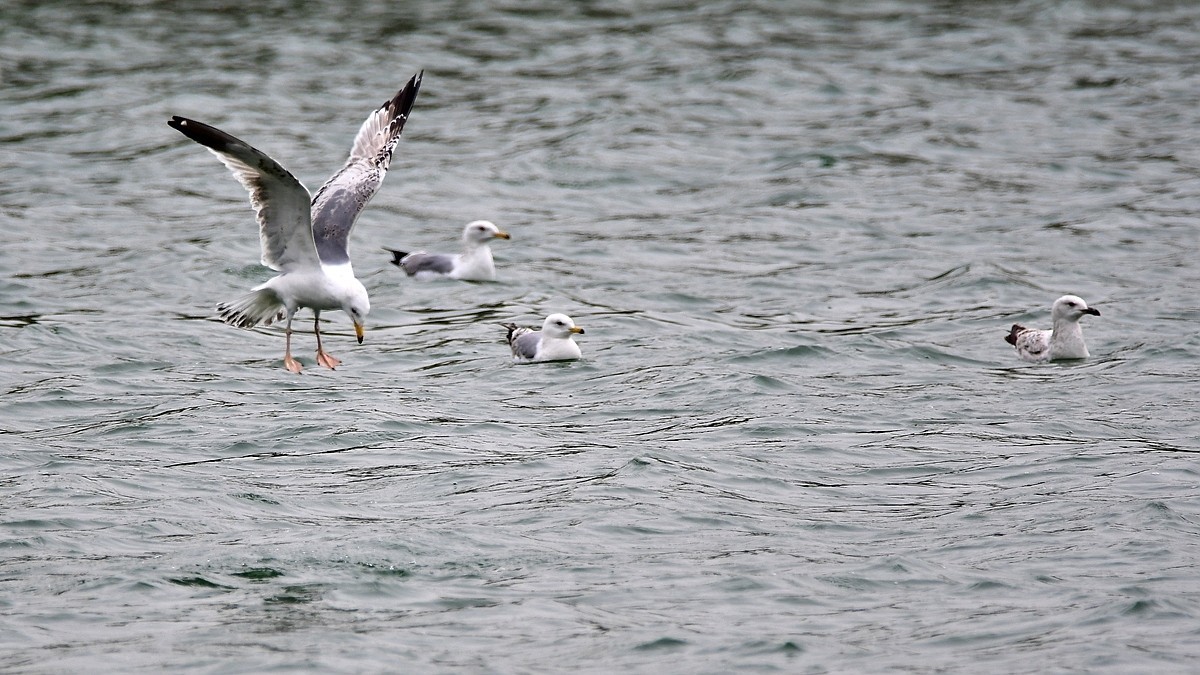 【视觉光影】银鸥飞舞（52）