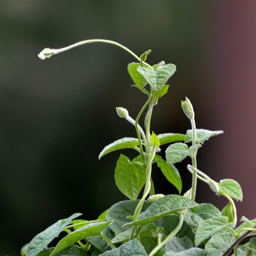抱团向上不分离1