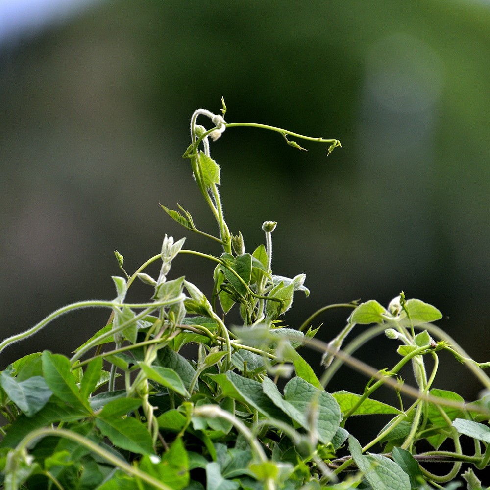 抱团向上不分离1