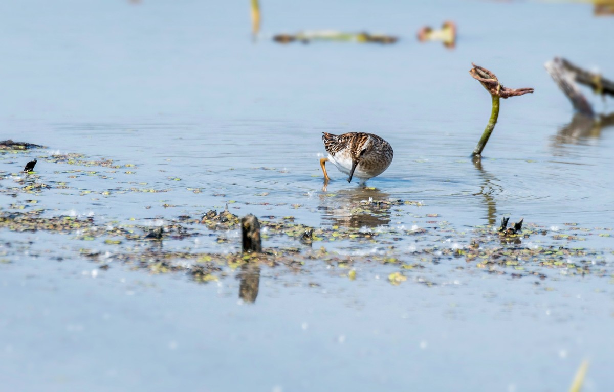 长趾滨鹬（五）