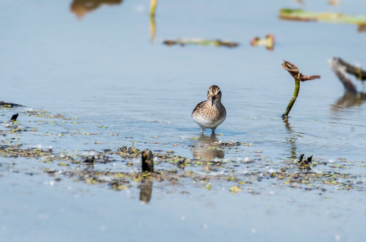 长趾滨鹬（五）