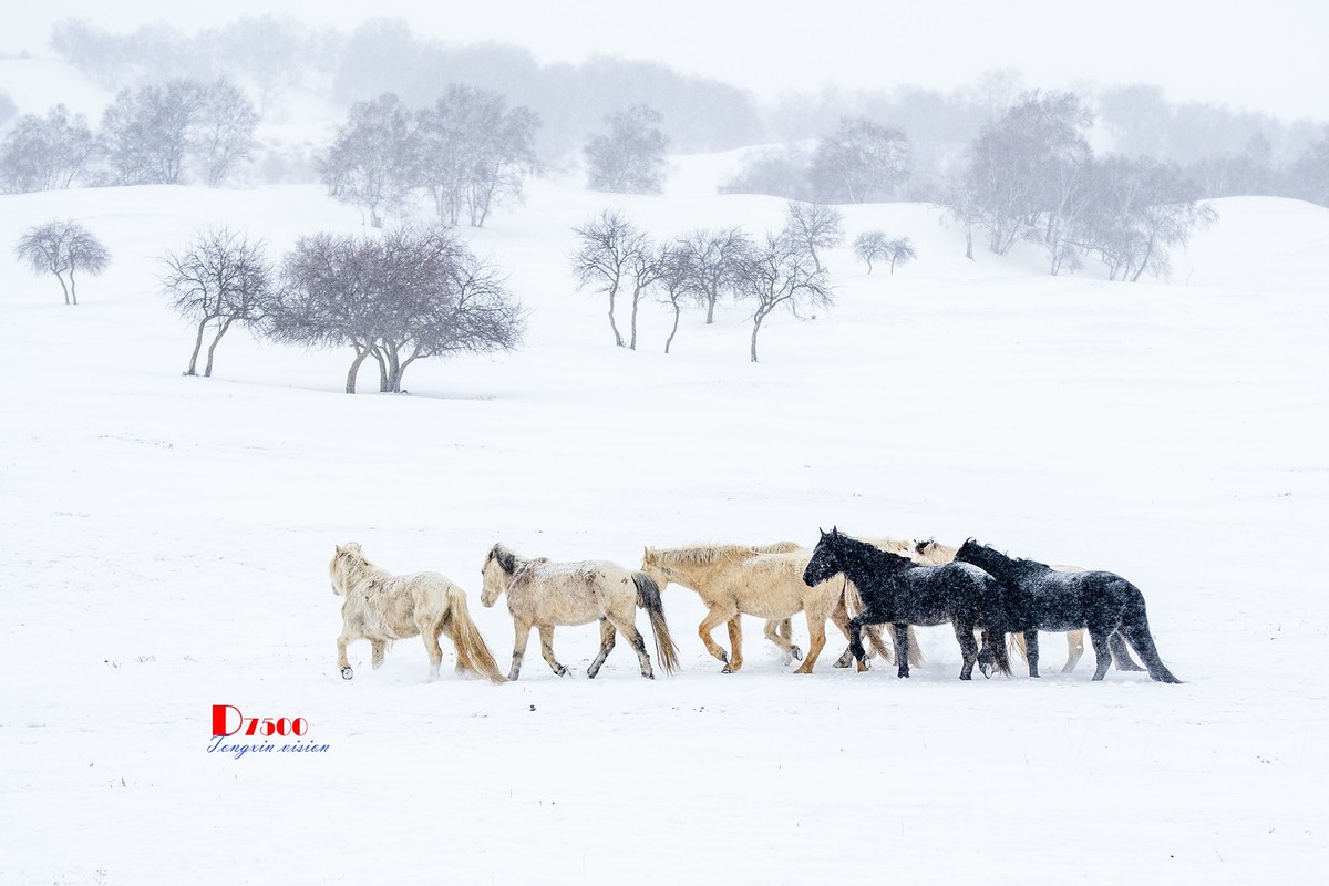 策马奔腾（33）