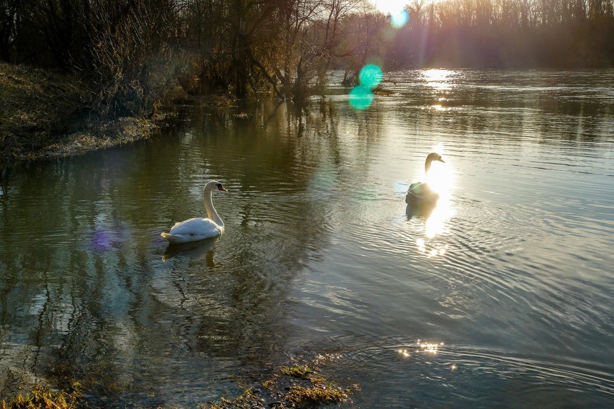 莱茵天鹅戏冬水