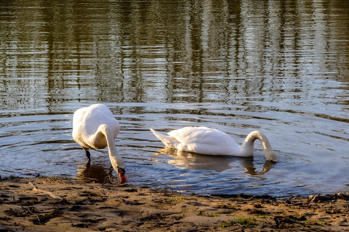 莱茵天鹅戏冬水