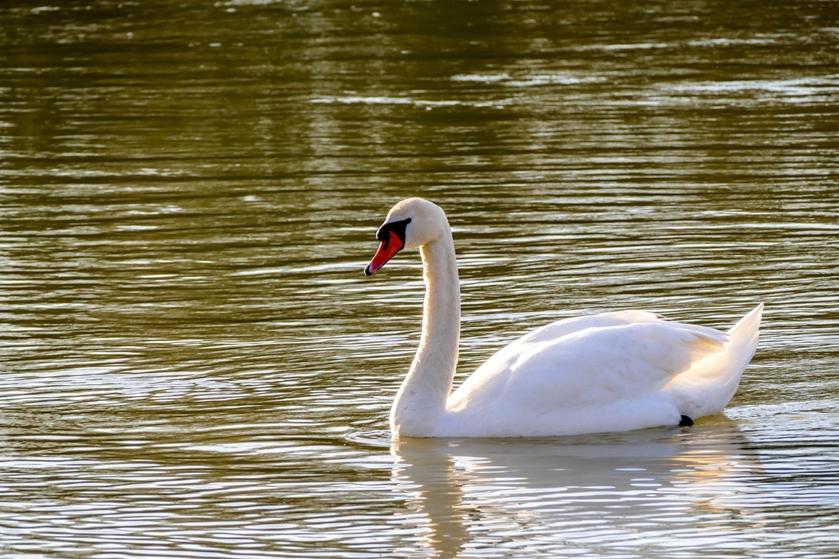 莱茵天鹅戏冬水
