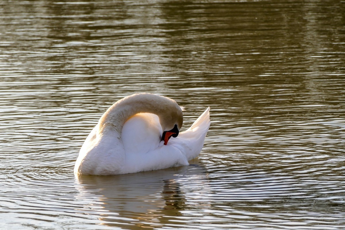 莱茵天鹅戏冬水