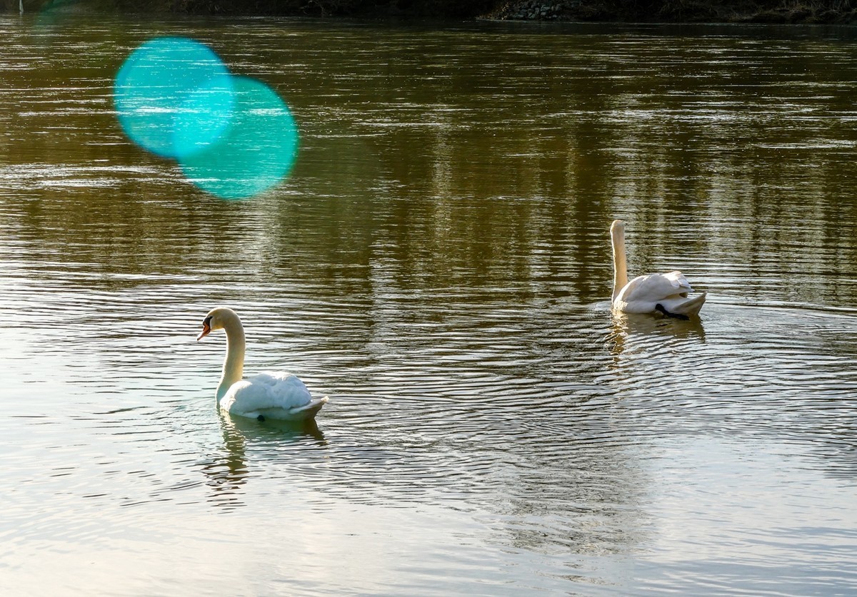 莱茵天鹅戏冬水
