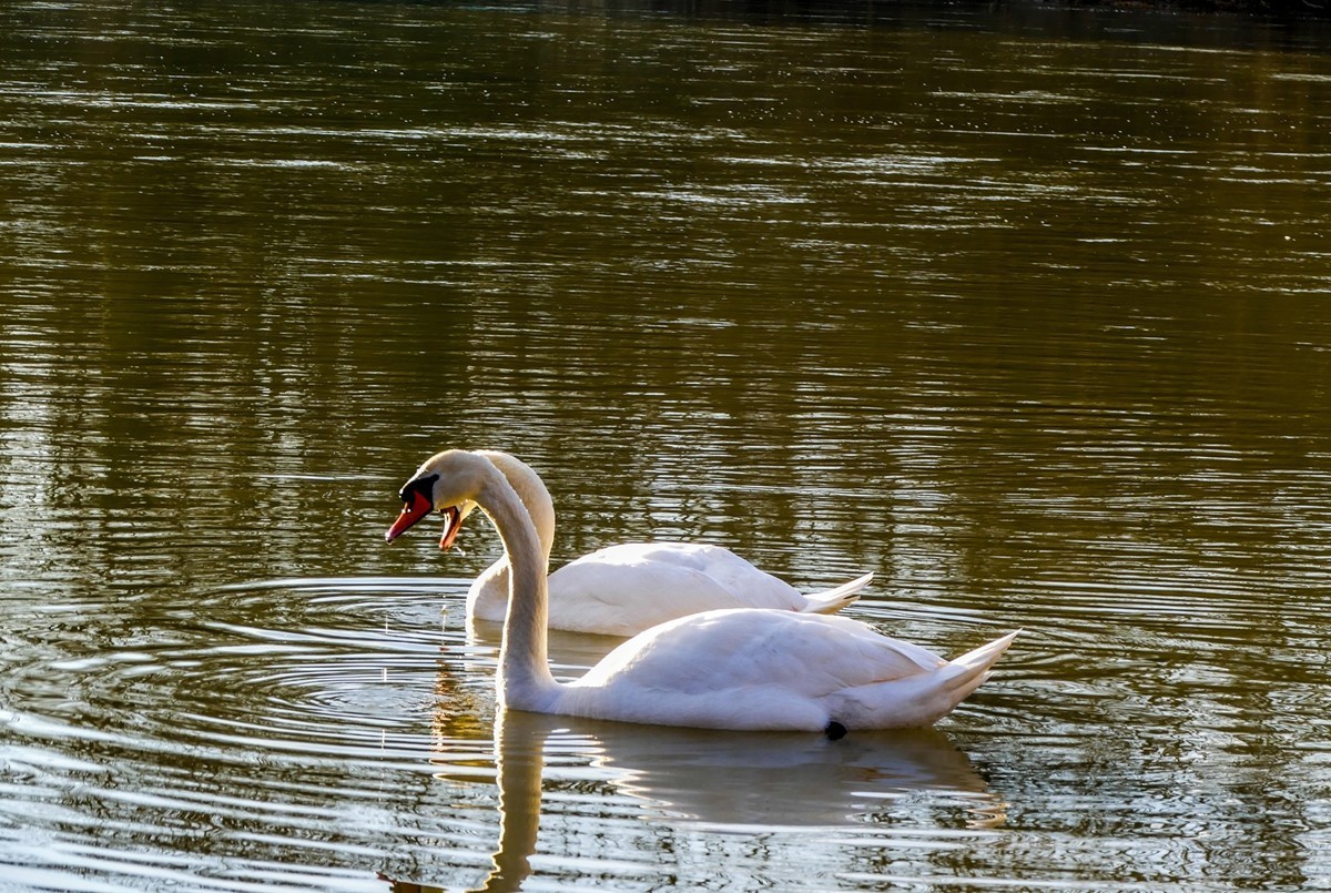 莱茵天鹅戏冬水