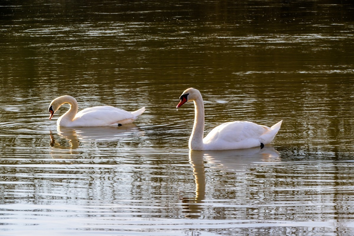 莱茵天鹅戏冬水