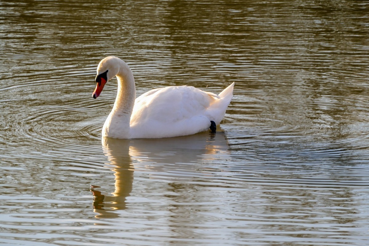 莱茵天鹅戏冬水