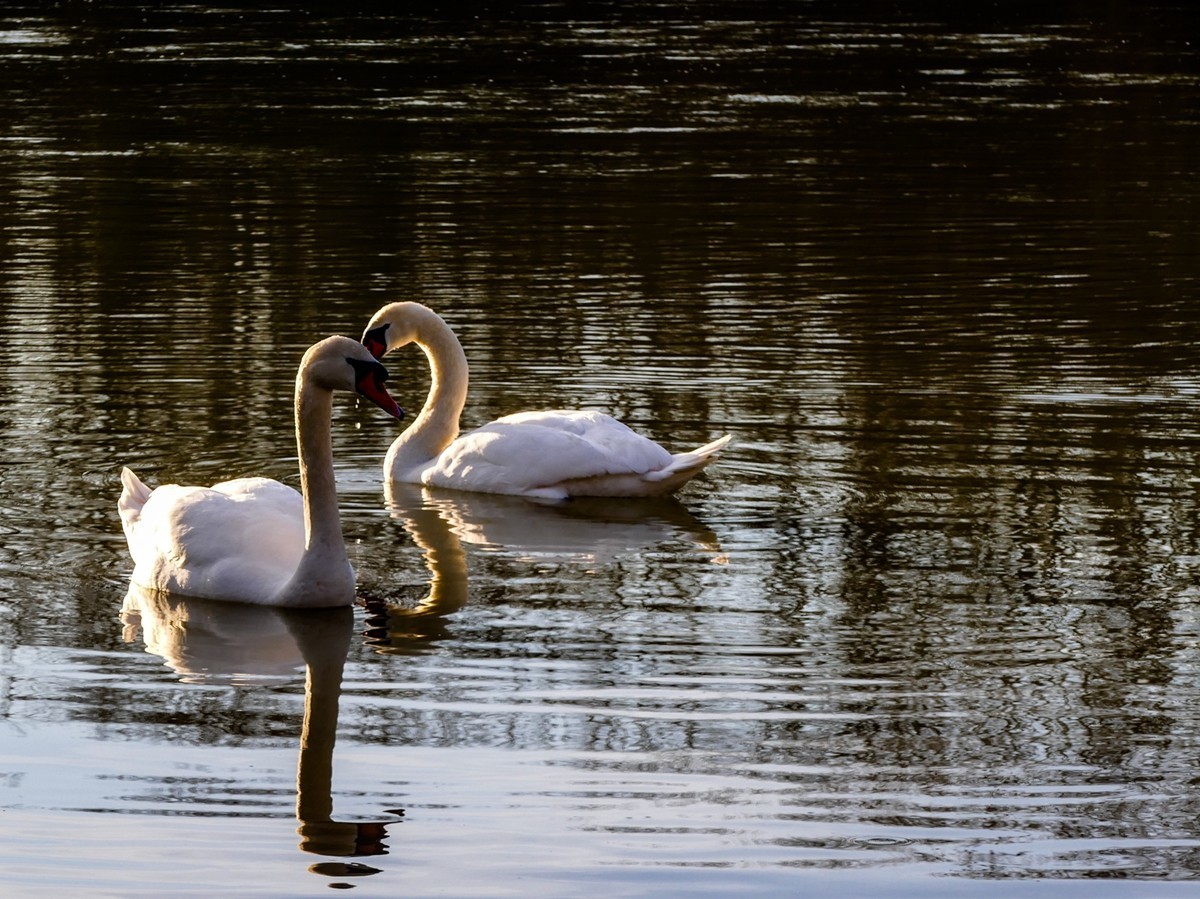 莱茵天鹅戏冬水