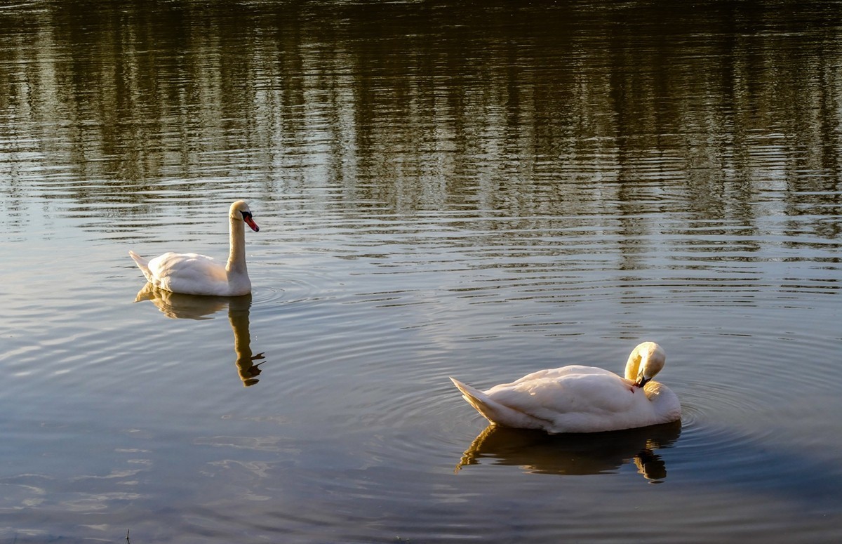 莱茵天鹅戏冬水