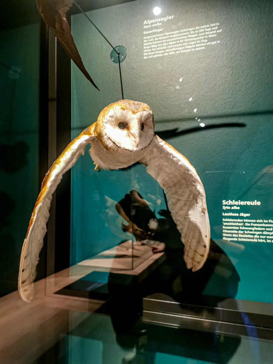 “自然博物馆”（瑞士巴塞尔）