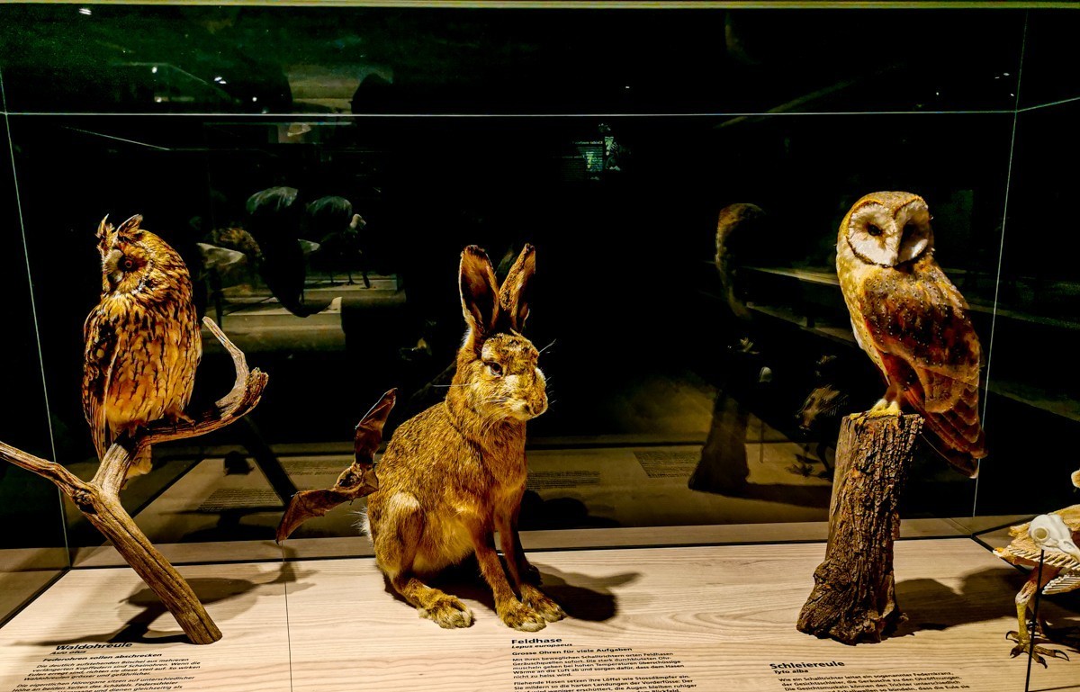 “自然博物馆”（瑞士巴塞尔）