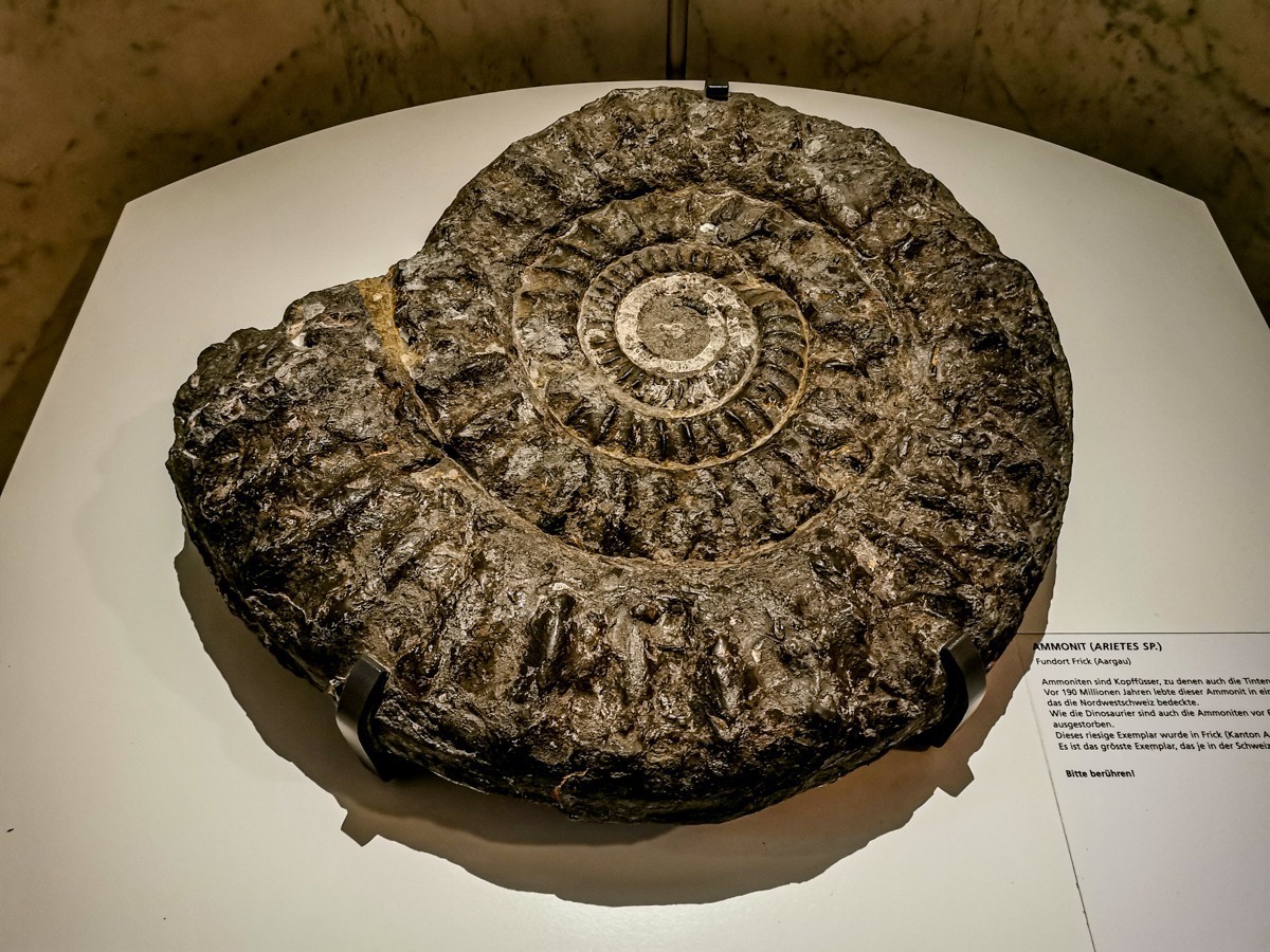 “自然博物馆”（瑞士巴塞尔）