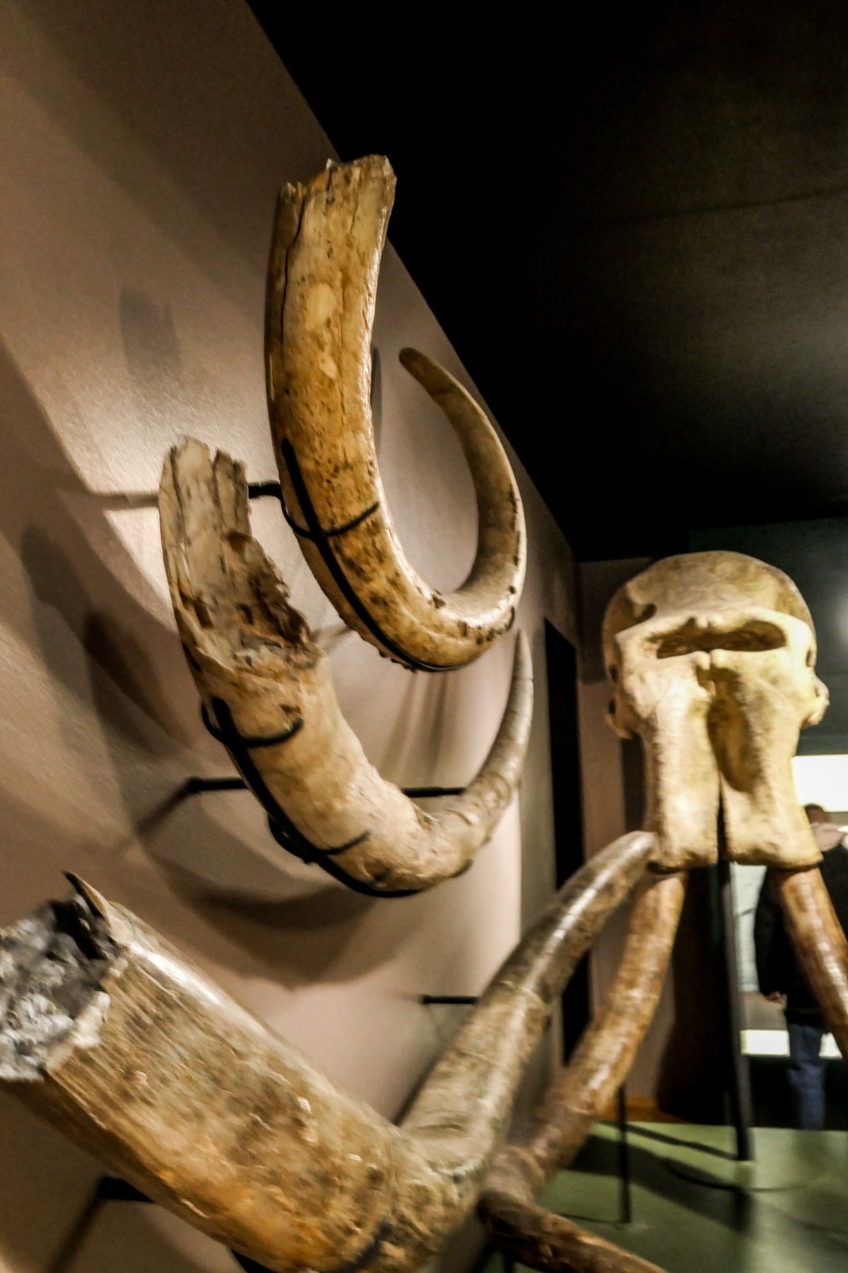 “自然博物馆”（瑞士巴塞尔）