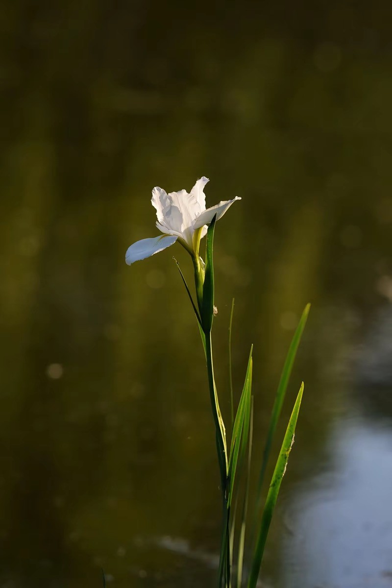 湖边昌蒲花--2