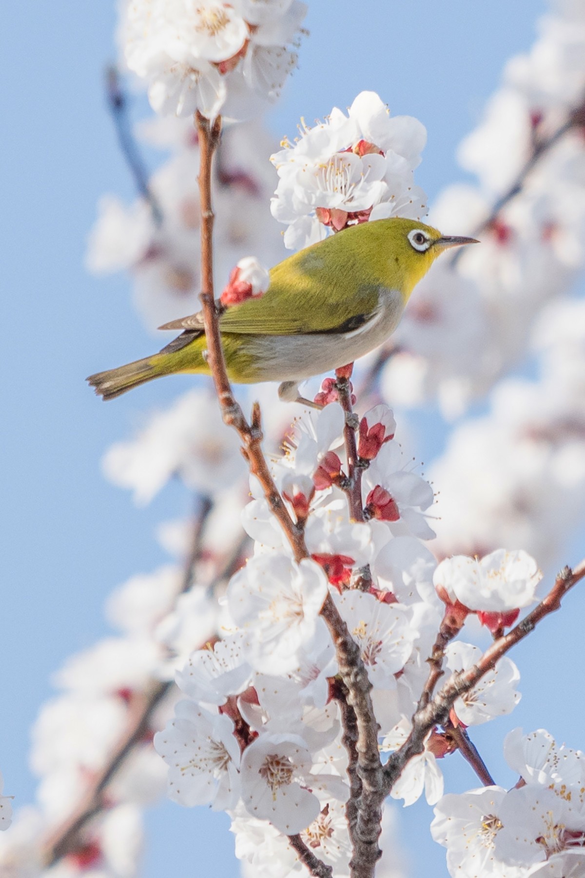杏花丛中拍绣眼鸟